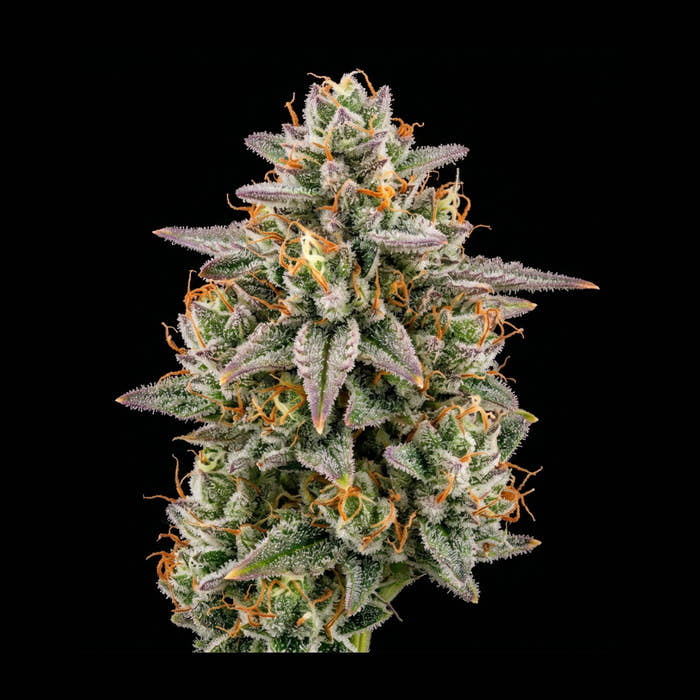 Blüte von Dante’s Inferno × Pablo’s Revenge