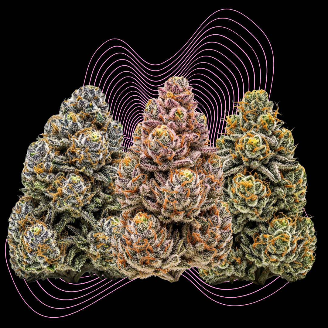 Alle Produkte - Seedpoppers