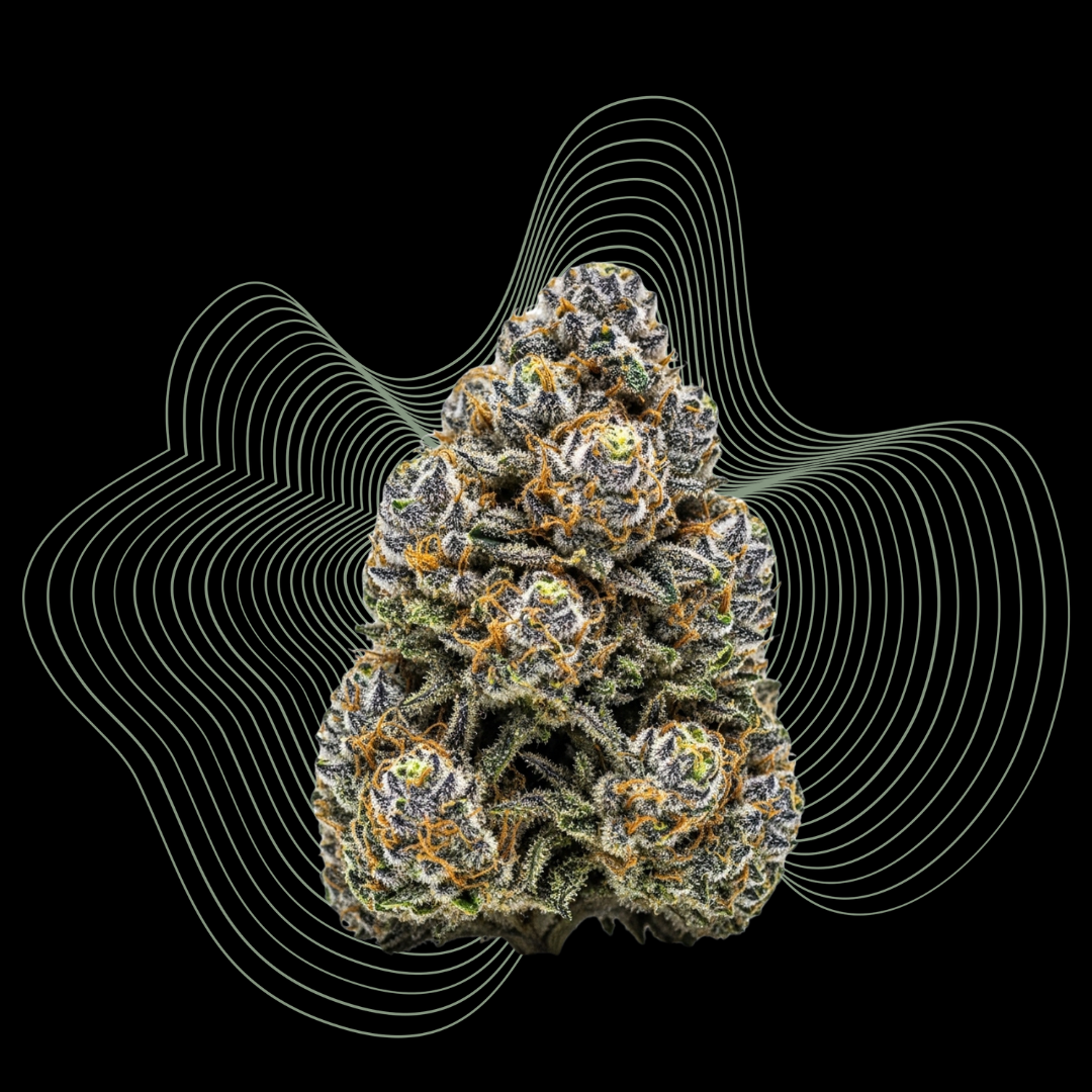 Autoflower Samen Collection Thumbnail