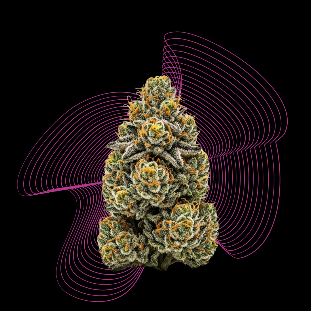 Feminisierte Samen - SEEDPOPPERS