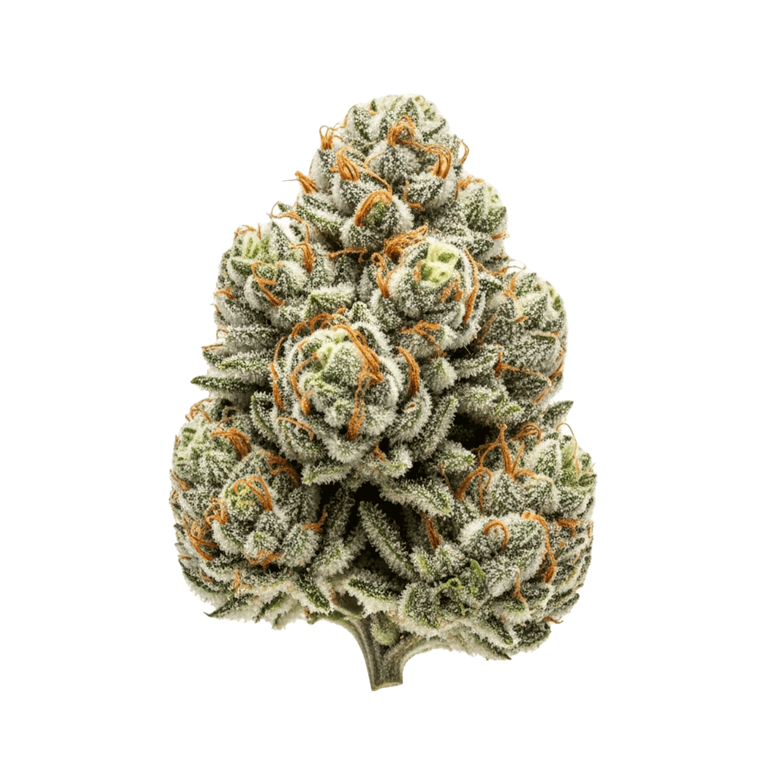 Icon für die "Für Anfänger" - Kollektion von SEEDPOPPERS