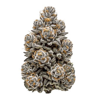 High THC - Seedpoppers