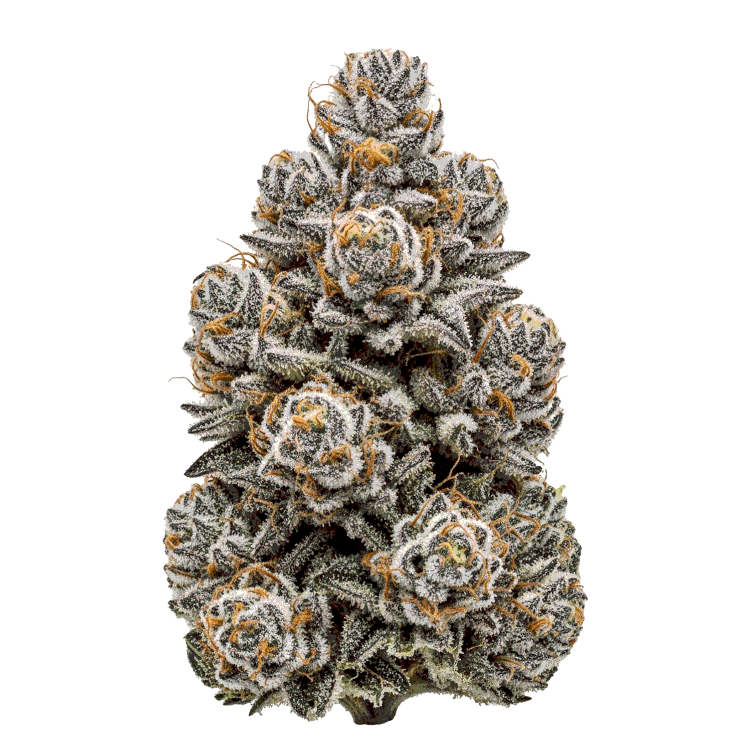 High THC - Seedpoppers