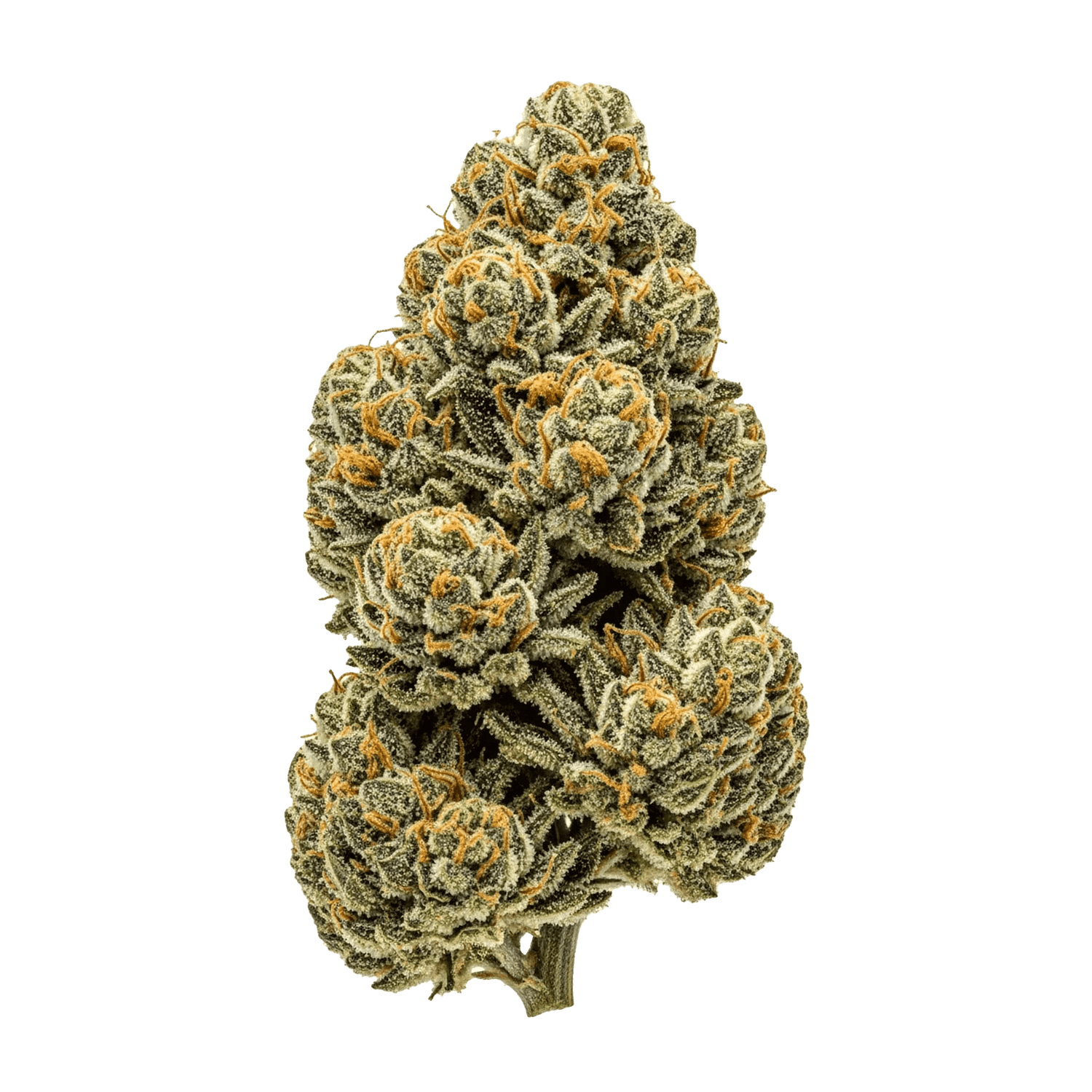 Kurze Blütezeit - Seedpoppers