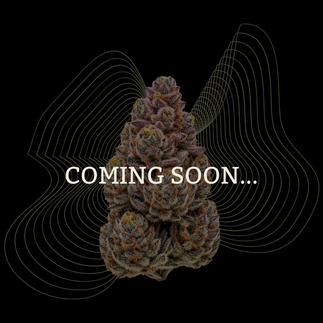 Reguläre Samen - Seedpoppers