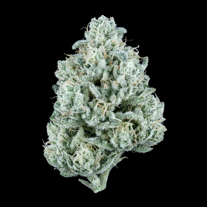Amnesia Haze x White Widow - SEEDPOPPERS