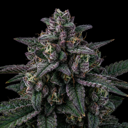 Blue Mazar Auto - SEEDPOPPERS