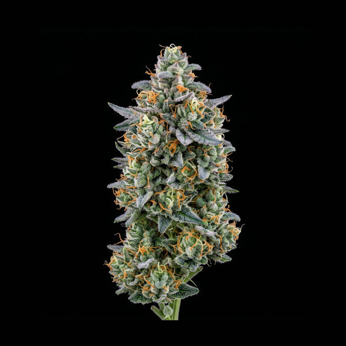 Blüte von Dante’s Inferno × Blue Ivy