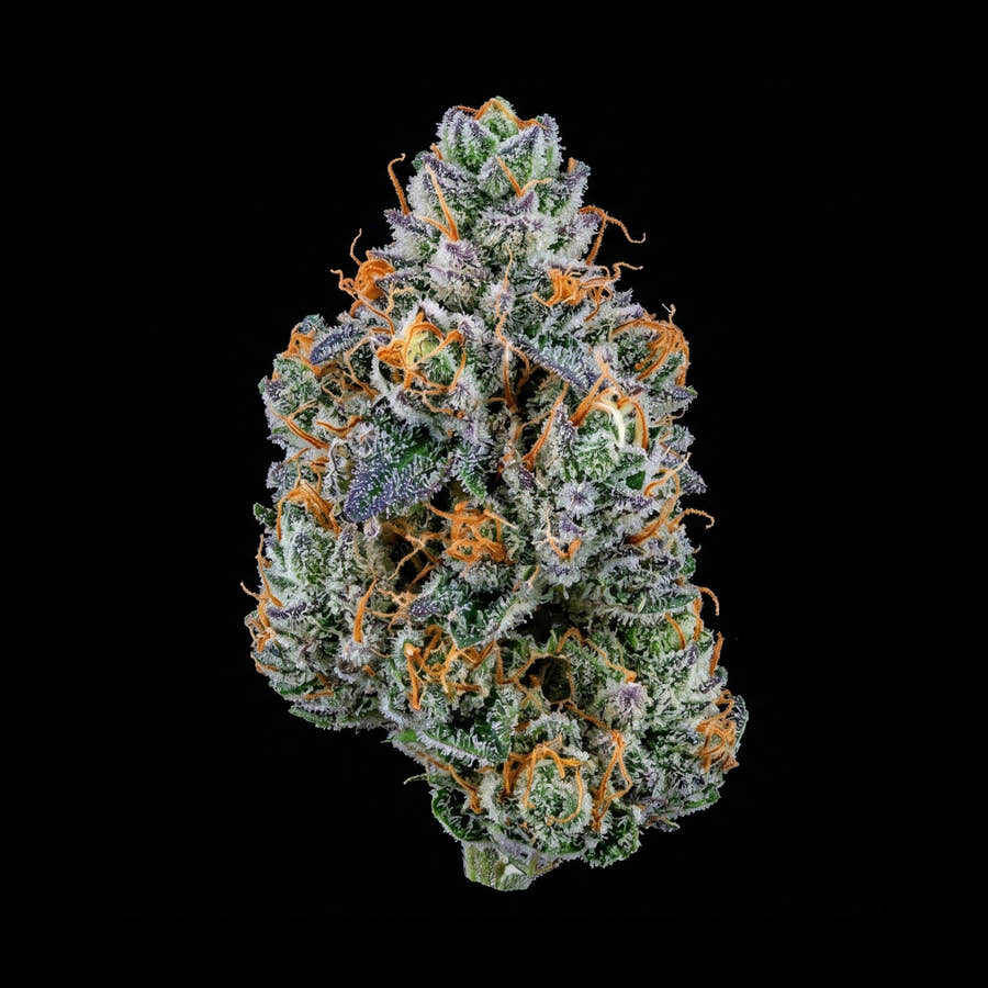 Blüte von Dante’s Inferno × Blue Razzsicle