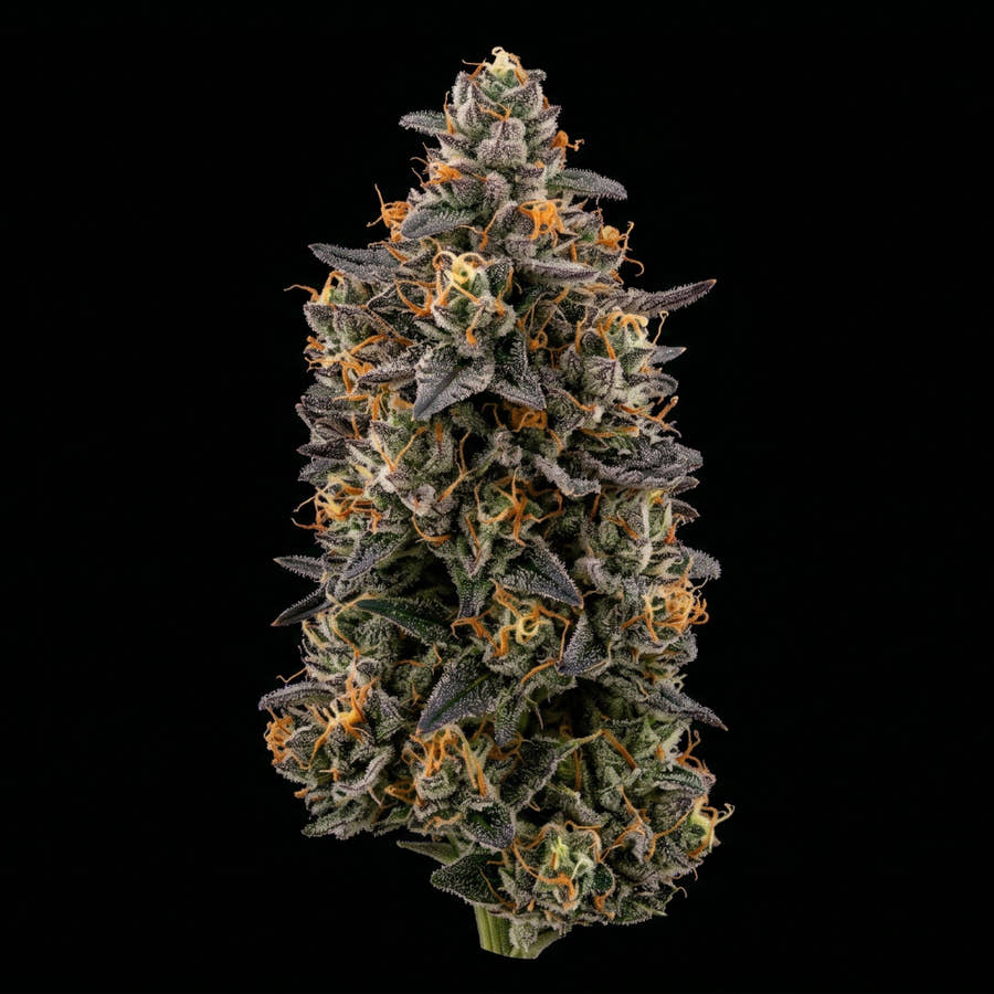 Blüte von Dante’s Inferno × Gary Payton