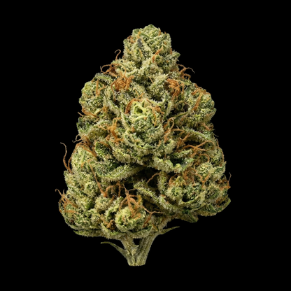 Diesel Auto - SEEDPOPPERS