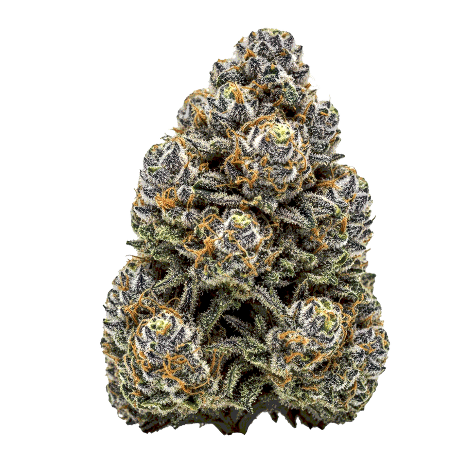 MAC x Magnum Auto Cannabis Samen – Premium Genetik (Indica/Sativa)