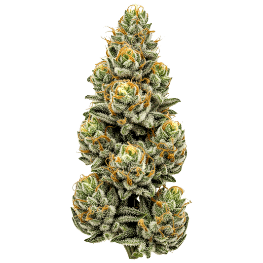 Mimosa - Seedpoppers