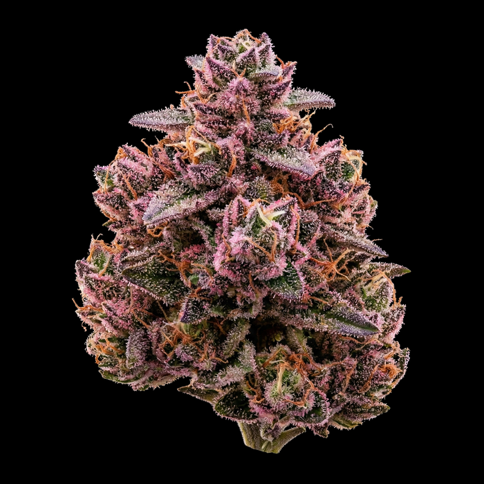 Runtz x Skywalker OG - SEEDPOPPERS