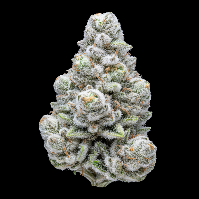 Snowman x YLife (2090) - SEEDPOPPERS