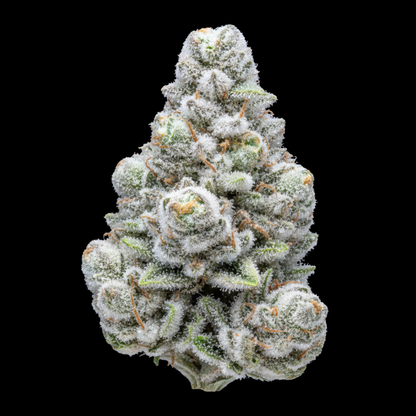 Snowman x YLife (2090) - SEEDPOPPERS