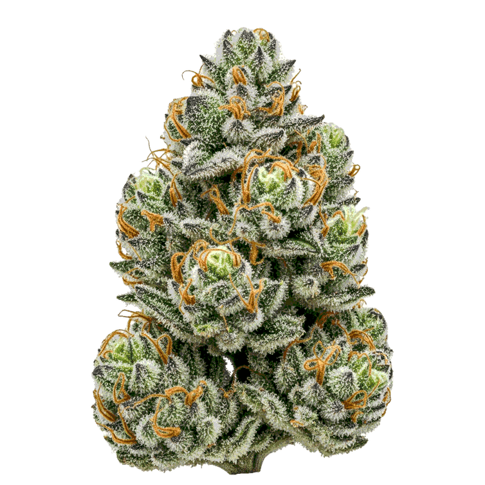 Spritzer Cannabis Samen – Premium Genetik (Indica/Sativa)