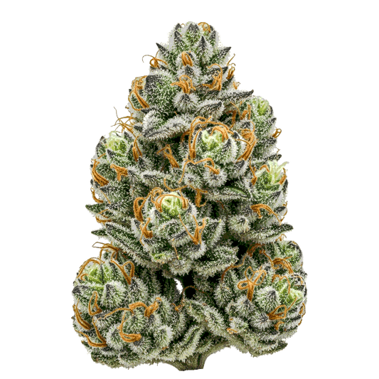 Spritzer - Seedpoppers