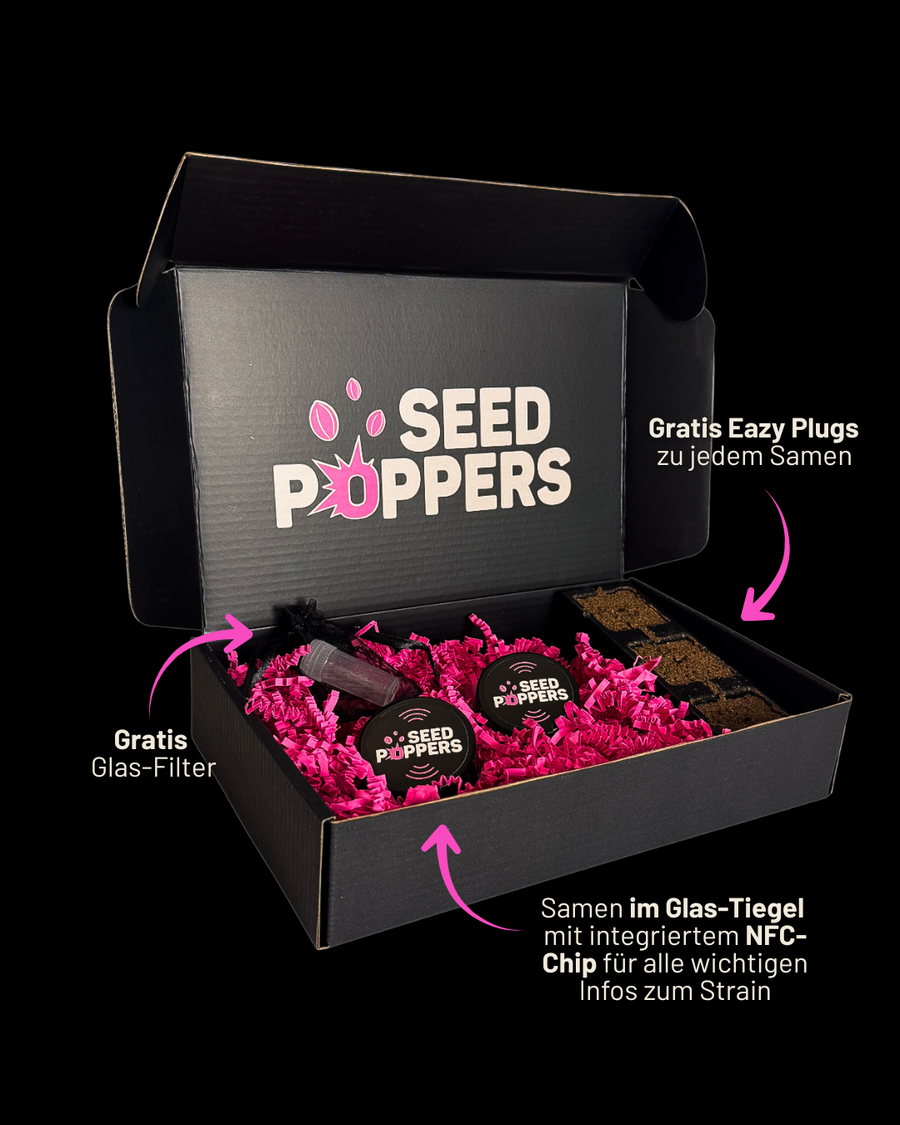 SEEDPOPPERS Versandbox für Dante’s Inferno × Black Velvet BX Samen