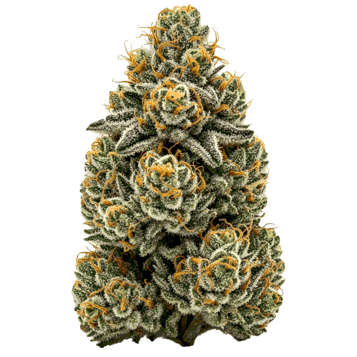 Alien OG Cannabis Samen – Premium Genetik (Indica/Sativa)