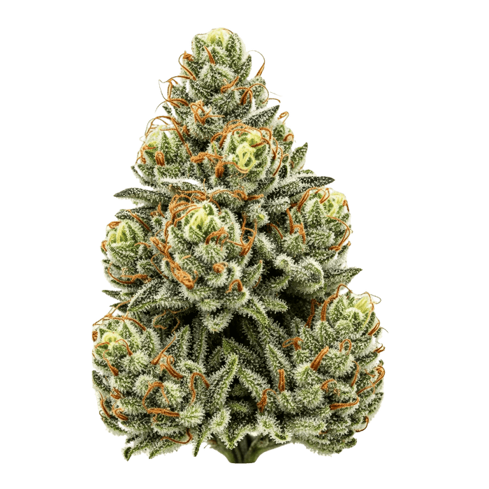 Apple Fritter Cannabis Samen – Premium Genetik (Indica/Sativa)