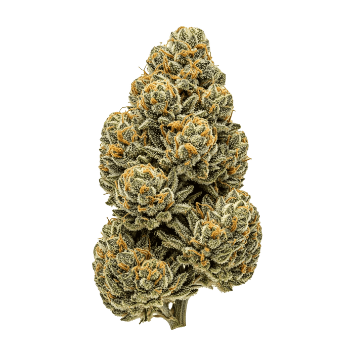 Garlotti Cannabis Samen – Premium Genetik (Indica/Sativa)