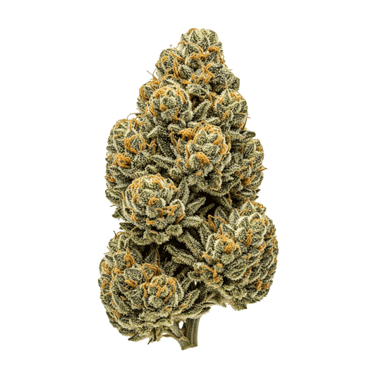 Garlotti - Seedpoppers