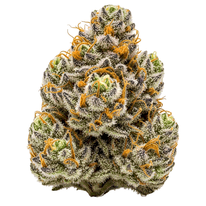 Gary Payton Cannabis Samen – Premium Genetik (Indica/Sativa)