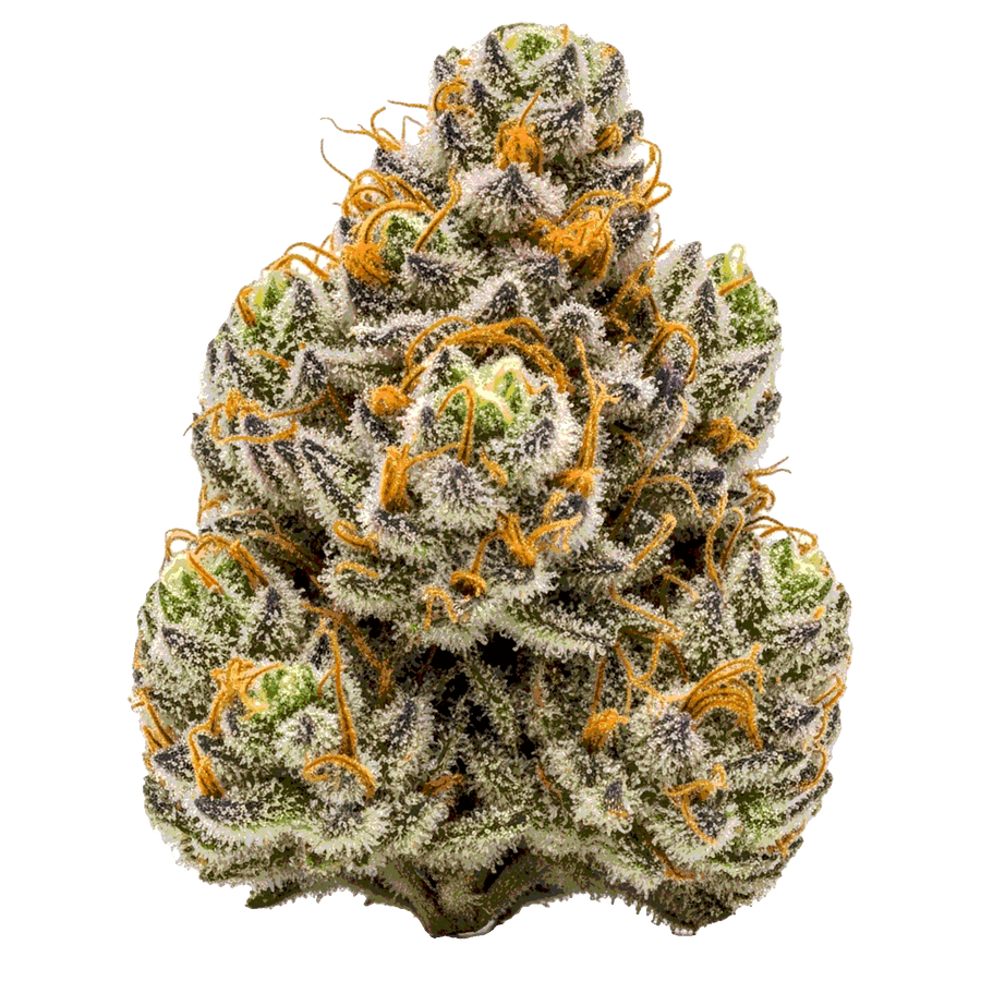 Gary Payton Cannabis Samen – Premium Genetik (Indica/Sativa)