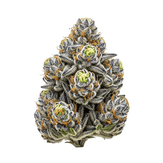 Gelato x Blueberry Auto - Seedpoppers