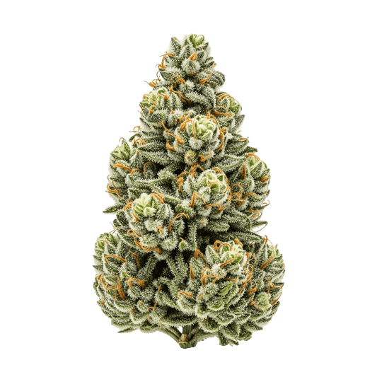 Gelato x Magnum Auto - Seedpoppers