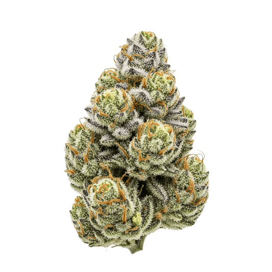 Gelato x Zkittlez - Seedpoppers