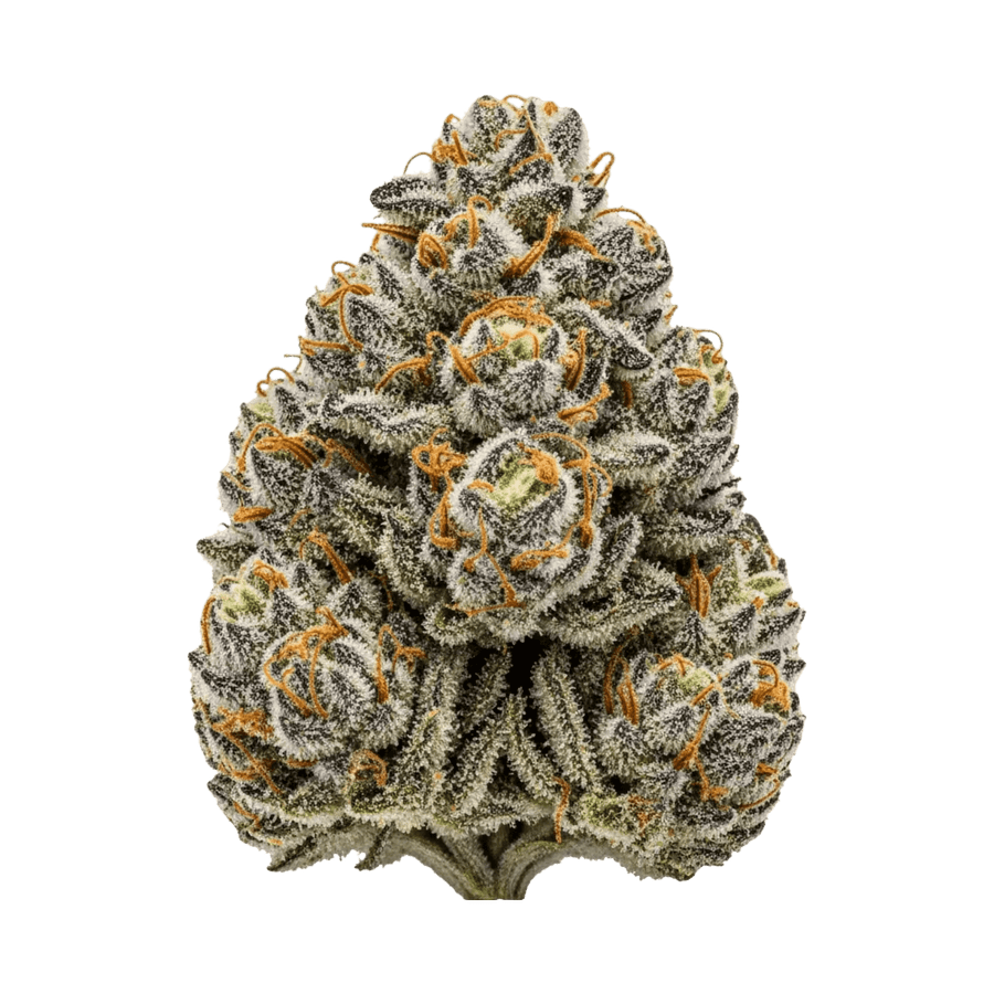 Girl Scout Cookies Auto Cannabis Samen – Premium Genetik (Indica/Sativa)