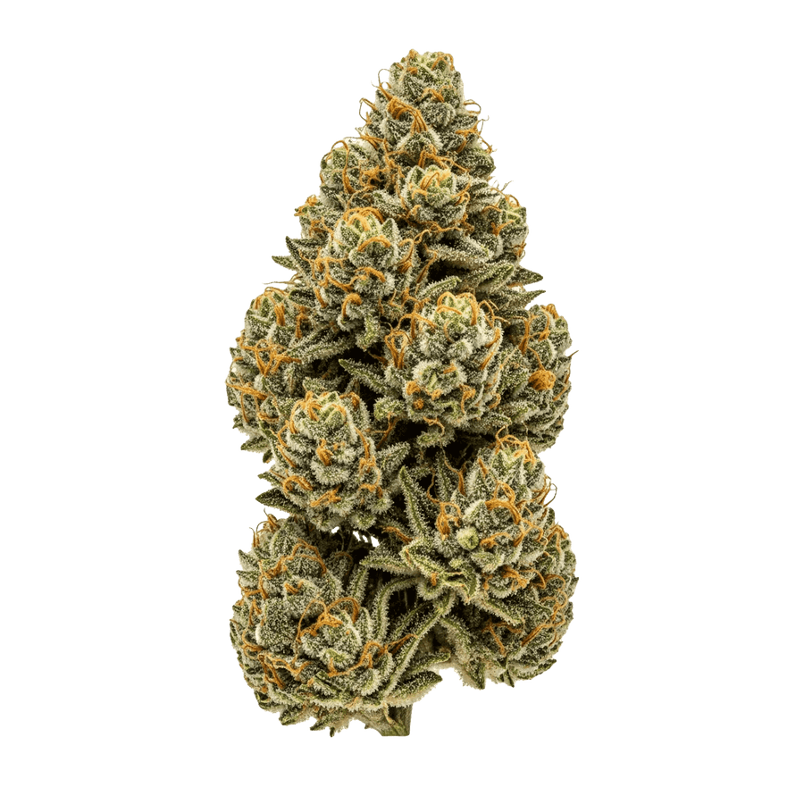 GMO Garlic Cookies Cannabis Samen – Premium Genetik (Indica/Sativa)