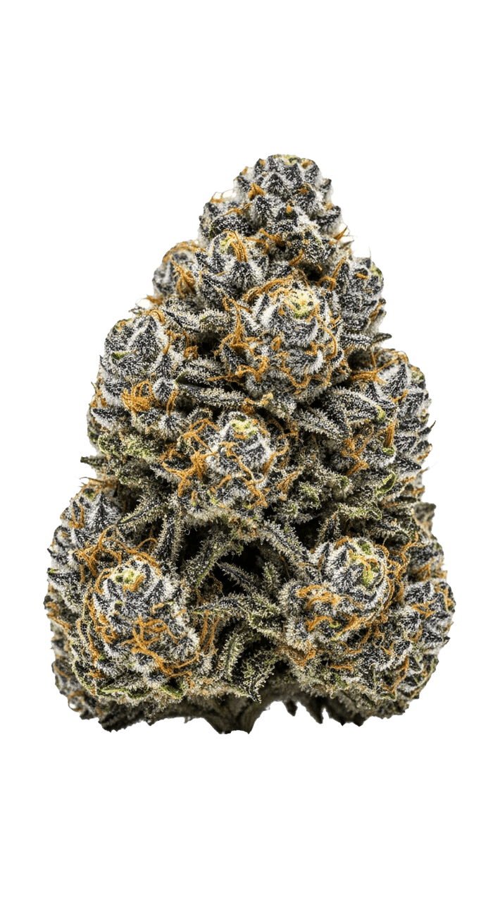 Gush Mints Cannabis Samen – Premium Genetik (Indica/Sativa)