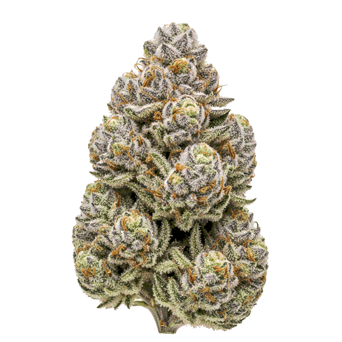 Ice Cream Cake Cannabis Samen – Premium Genetik (Indica/Sativa)