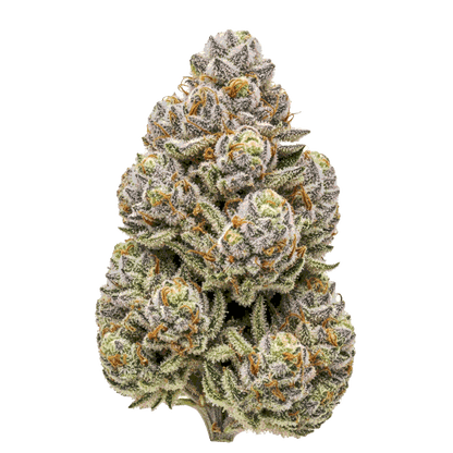 Ice Cream Cake Cannabis Samen – Premium Genetik (Indica/Sativa)