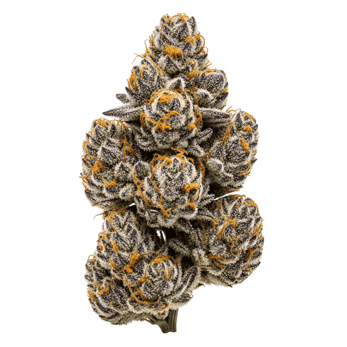 Jokerz Cannabis Samen – Premium Genetik (Indica/Sativa)