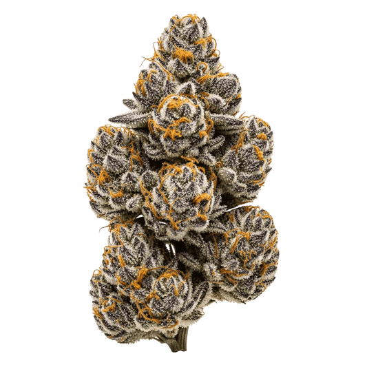 Jokerz - Seedpoppers