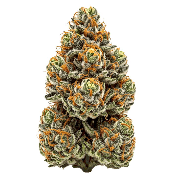 La Bomba Cannabis Samen – Premium Genetik (Indica/Sativa)