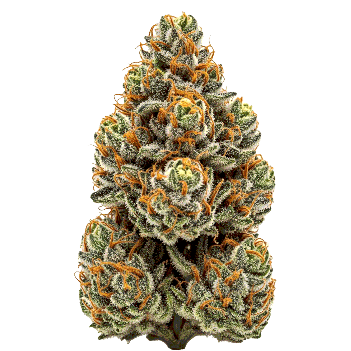 La Bomba - Seedpoppers