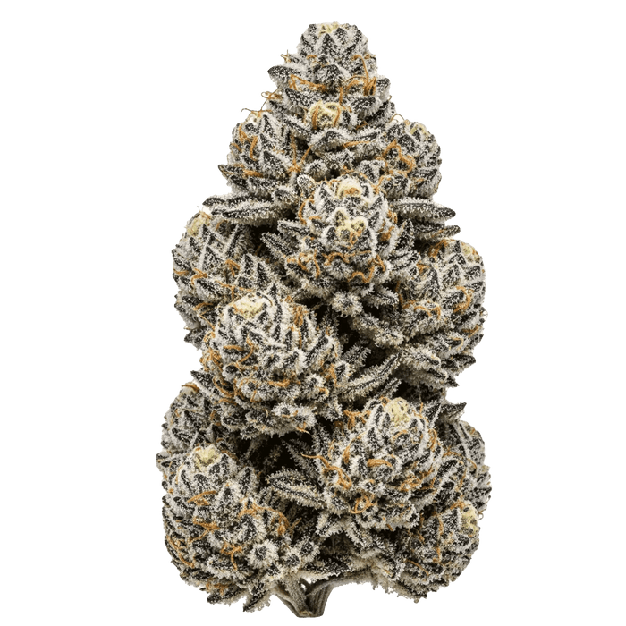 London Pound Cake Cannabis Samen – Premium Genetik (Indica/Sativa)