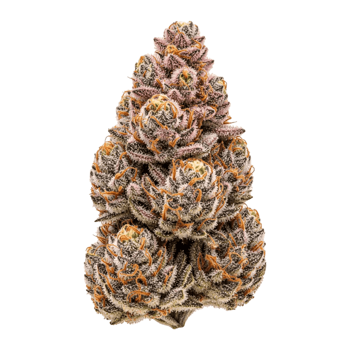 Oreoz Cannabis Samen – Premium Genetik (Indica/Sativa)