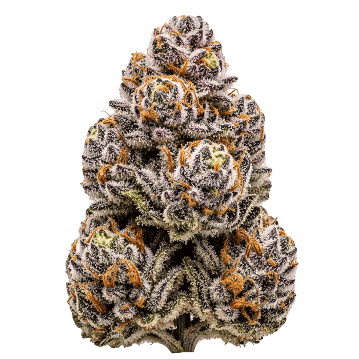 Otter Popz x Permanent Marker Cannabis Samen – Premium Genetik (Indica/Sativa)