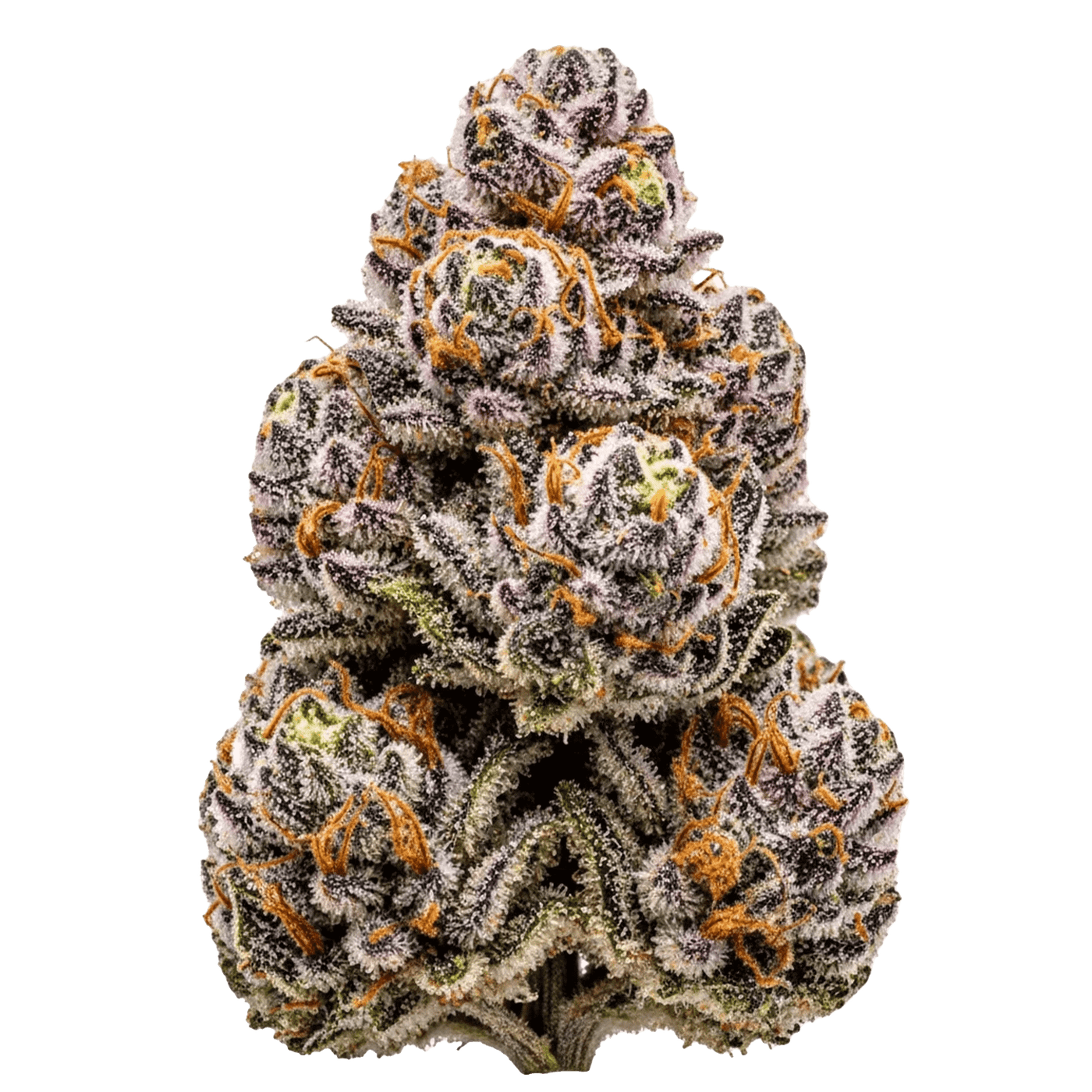 Otter Popz x Permanent Marker - Seedpoppers