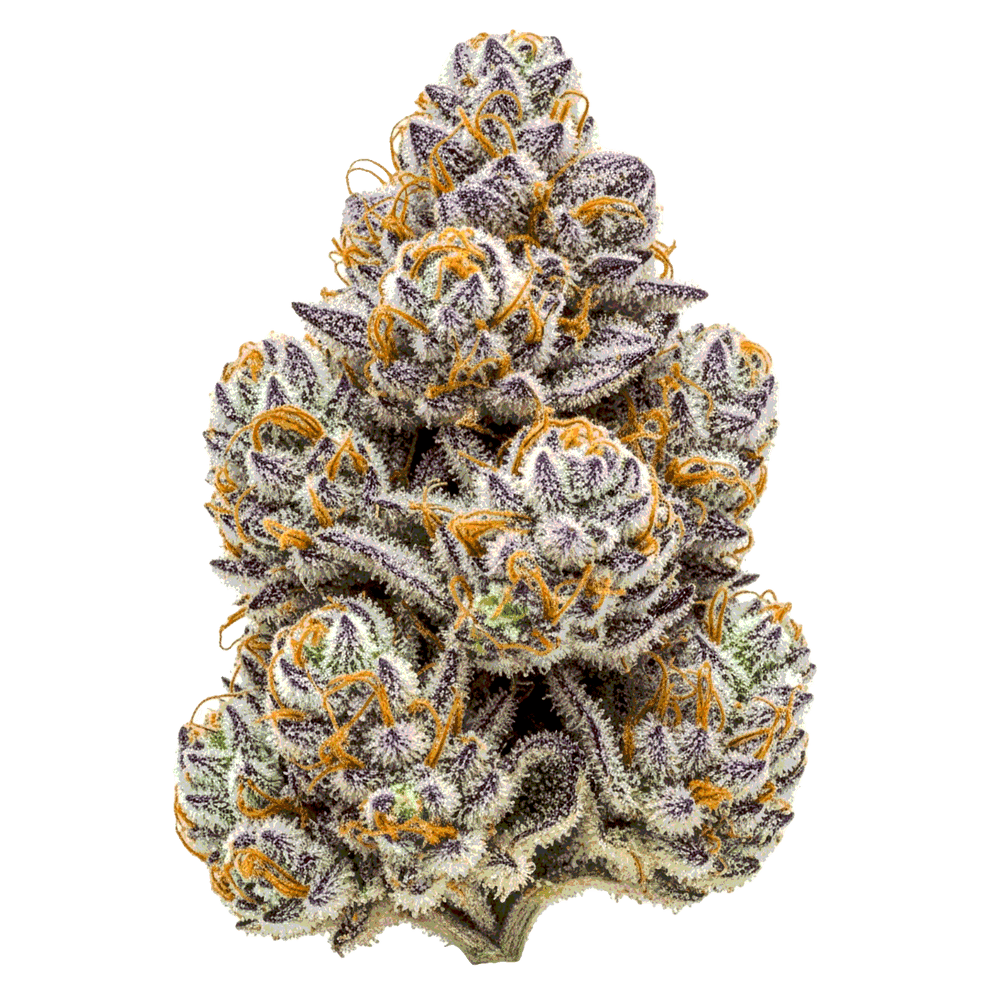 RS 11 (Rainbow Sherbert 11) - Seedpoppers