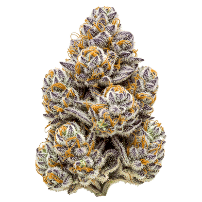 RS 11 (Rainbow Sherbert 11) - Seedpoppers