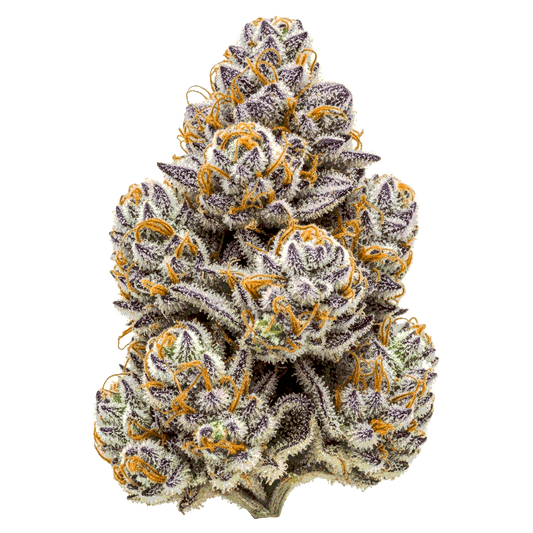 RS 11 (Rainbow Sherbert 11) - Seedpoppers