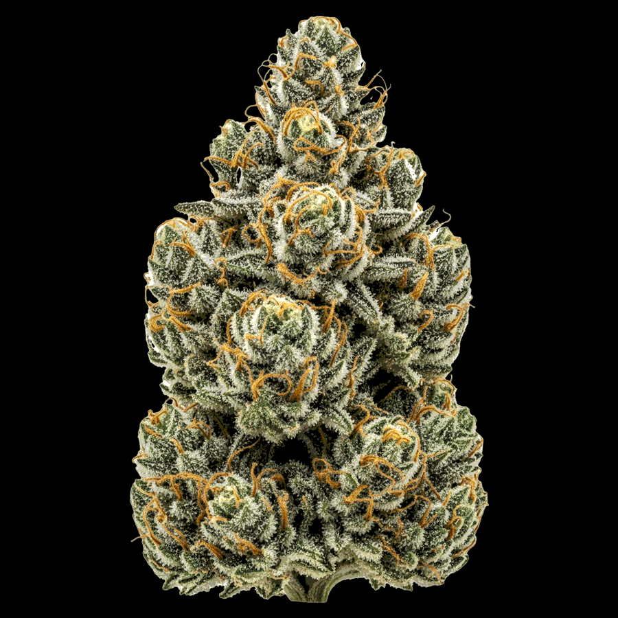Skywalker OG Auto Cannabis Samen – Premium Genetik (Indica/Sativa)