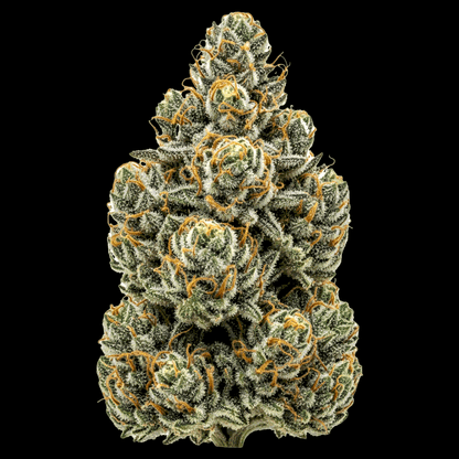 Skywalker OG Auto Cannabis Samen – Premium Genetik (Indica/Sativa)
